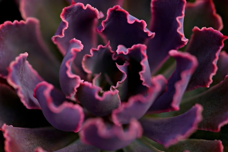 Succulents on a windowsill